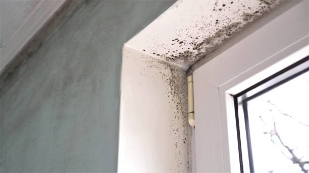 Best Mold Remediation for Healthcare Facilities  in Porterville, CA