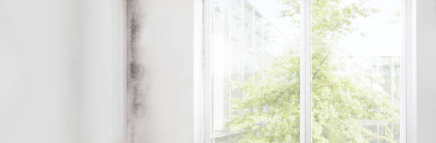 Reliable Porterville, CA Mold Removal Solutions