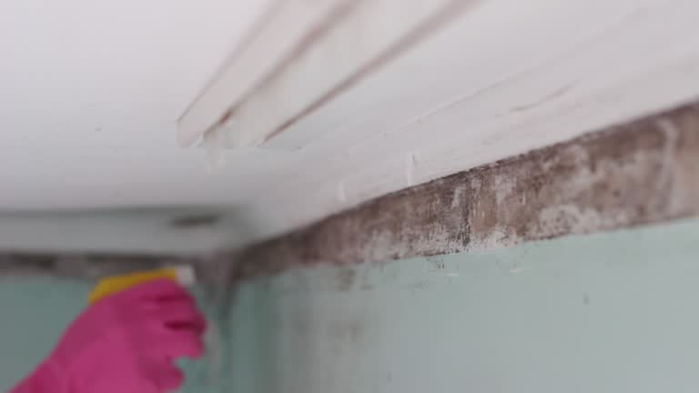 Best Commercial Mold Inspection  in Porterville, CA
